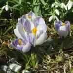 I like crocus