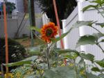sunflower velvet queen