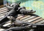 turles and gators - yes good sized turtles and smaller sized (4-5 ft) gators