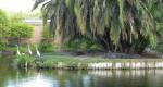 big gators on island with local egrets enjoying the easy life also