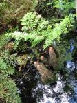 cypress knees and ferns