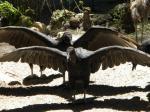 Turkey vultures sunning