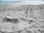 Sea Turtle tracks to and from nesting site