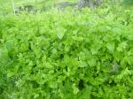 Soon-to-be chickweed salad