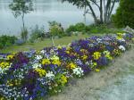 A colourful row of violets