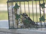 Downy  Woodpecker