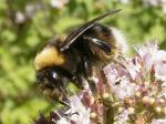 western bumble bee