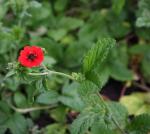 Potentilla (Gibson's Scarlet)