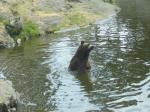 KolmÃ¥rden zoo