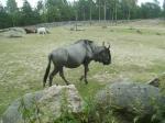 KolmÃ¥rden zoo