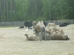 KolmÃ¥rden zoo