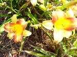 Lemon Lilies