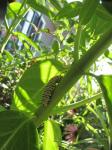 Monarch caterpillar