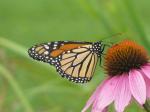 Monarch Butterfly