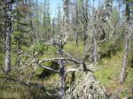 Boreal Forest