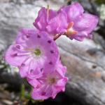 Bog Laurel