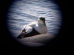 Common Eider