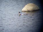 Red-Breasted Merganser