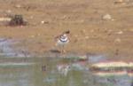 Killdeer