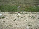 Ptarmigan