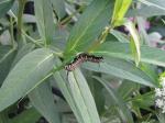 Monarch caterpillar