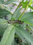 Monarch caterpillar