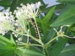 Monarch caterpillar