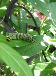 Monarch caterpillar