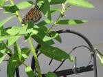 Monarch Butterfly