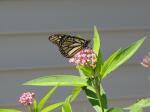 Monarch Butterfly& Caterpillar