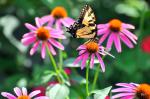Eastern Tiger Swallowtail & coneflowers