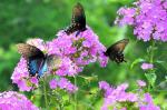 Triple delight... Pipevine Swallowtail