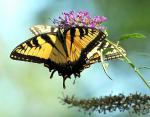 Back to back swallowtails
