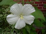 White Hibiscus