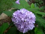 Endless Summer Hydrangea