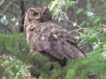 Great horned owl