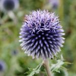 Globe Thistle