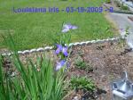 Louisiana Iris - 03-19-09