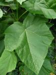 Pawlonia leaf