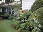 the great wall of basil, coleus, sunflowers, asiatic lily stems