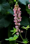Lupinus polyphyllus 'Russell'..