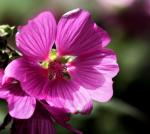 Tree mallow Lavatera Olbia Rosea