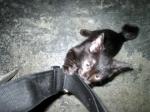 Kitten stealing my bag