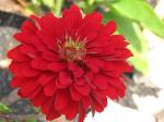 Red Zinnia