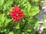 Little Dwarf Zinnia