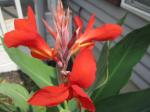 My Big Canna