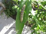 Monarch caterpillar