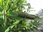 Monarch caterpillar