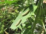 Twins? Monarch caterpillars