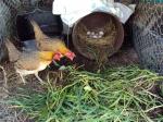 Bantams with guinea fowl & bantam eggs